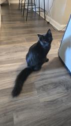 Found/Stray Female Cat last seen Near Shelly Ln, Hayward, CA, Hayward, CA 94544