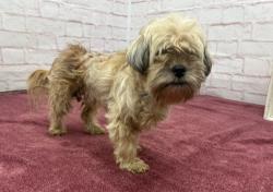 Shelter Stray Male Dog last seen Near BLOCK W 7 MILE RD, DETROIT MI 48203, 7401 Chrysler Dr, Detroit, MI 48211, USA