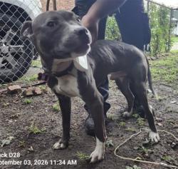 Shelter Stray Male Dog last seen Near BLOCK HOUSE ST, DETROIT, MI 48234, 7401 Chrysler Dr, Detroit, MI 48211, USA