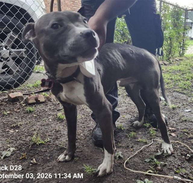 Shelter Stray Male Dog last seen Near BLOCK HOUSE ST, DETROIT, MI 48234, 7401 Chrysler Dr, Detroit, MI 48211, USA