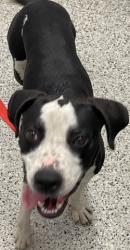 Shelter Stray Male Dog last seen Near BLOCK PRAIRIE ST, DETROIT MI 48238, 7401 Chrysler Dr, Detroit, MI 48211, USA