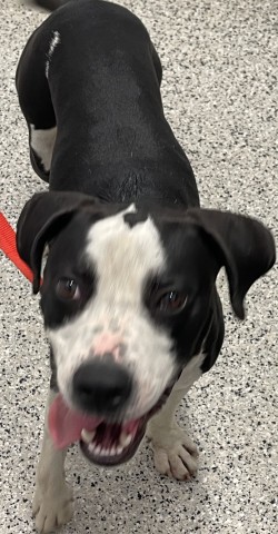 Shelter Stray Male Dog last seen Near BLOCK PRAIRIE ST, DETROIT MI 48238, 7401 Chrysler Dr, Detroit, MI 48211, USA