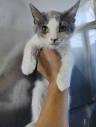 Shelter Stray Male Cat last seen N MOUNT VERNON AVE & W 8TH ST, SAN BERNARDINO, CA, 92411, USA, 333 Chandler Pl, San Bernardino, CA 92408, USA