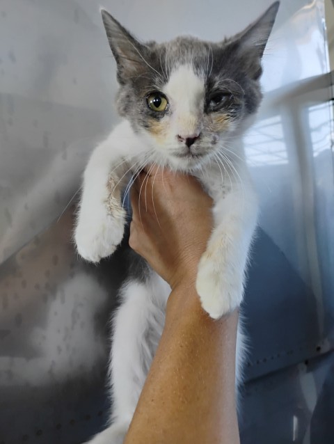 Shelter Stray Male Cat last seen N MOUNT VERNON AVE & W 8TH ST, SAN BERNARDINO, CA, 92411, USA, 333 Chandler Pl, San Bernardino, CA 92408, USA
