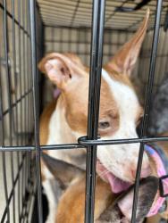 Shelter Stray Female Dog last seen Near BLOCK S MERIDIAN AVE, OKLAHOMA CITY OK 73108, 2811 SE 29th St, Oklahoma City, OK 73129, USA