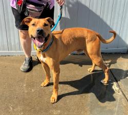 Shelter Stray Male Dog last seen Near BLOCK RAVENWOOD DR, 3528 Newburg Rd, Louisville, KY 40218, USA