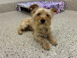Shelter Stray Male Dog last seen E 112TH LIMA, 12155 Park Blvd, Brighton, CO 80601, USA