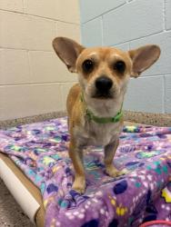 Shelter Stray Male Dog last seen 61ST & ONEIDA ST, 12155 Park Blvd, Brighton, CO 80601, USA
