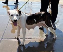 Shelter Stray Female Dog last seen Near BLOCK PORTLAND AVENUE, 3528 Newburg Rd, Louisville, KY 40218, USA