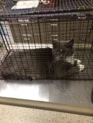 Shelter Stray Unknown Cat last seen 64TH AVE AND OSCEOLA ST, 12155 Park Blvd, Brighton, CO 80601, USA