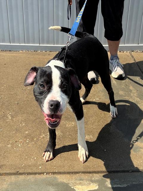 Shelter Stray Female Dog last seen Near BLOCK POWELL AVE, 3528 Newburg Rd, Louisville, KY 40218, USA