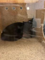 Shelter Stray Unknown Cat last seen Near BLOCK W BORAX AVE, 4522 W 3500 S, West Valley City, UT 84120, USA