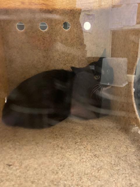 Shelter Stray Unknown Cat last seen Near BLOCK W BORAX AVE, 4522 W 3500 S, West Valley City, UT 84120, USA