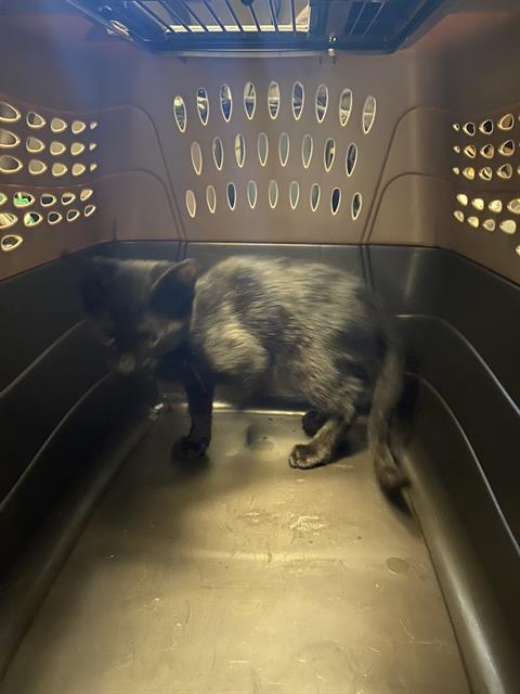Shelter Stray Unknown Cat last seen Near BLOCK W CANARY ST, 4522 W 3500 S, West Valley City, UT 84120, USA