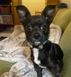Shelter Stray Female Dog last seen BOHOL PARK, 1590 Fortmann Way, Alameda, CA 94501, USA