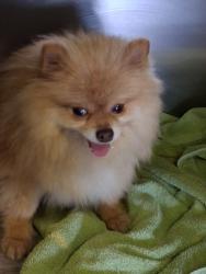 Shelter Stray Female Dog last seen , 1850 W 60th St, Los Angeles, CA 90047, USA
