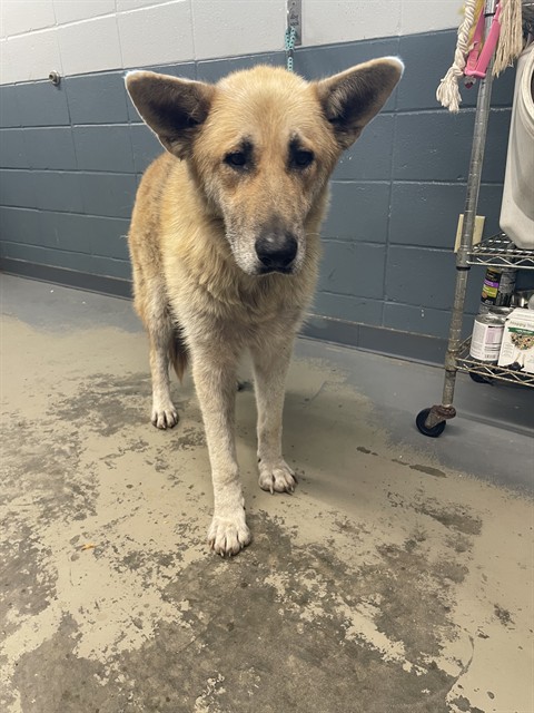 Shelter Stray Male Dog last seen Near BLOCK TINY LEAF RD, TALLAHASSEE FL 32305, 1125 Easterwood Dr, Tallahassee, FL 32311, USA
