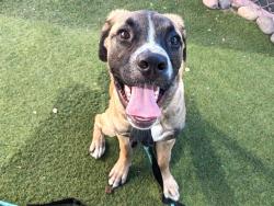 Shelter Stray Male Dog last seen WILD HORSE PASS BLVD AND I-10, 2500 S 27th Ave, Phoenix, AZ 85009, USA