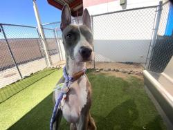 Shelter Stray Female Dog last seen Near BLOCK N 111TH LN., 2500 S 27th Ave, Phoenix, AZ 85009, USA