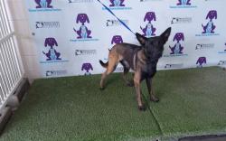 Shelter Stray Female Dog last seen , 2769 Conroy Rd, Orlando, FL 32839, USA
