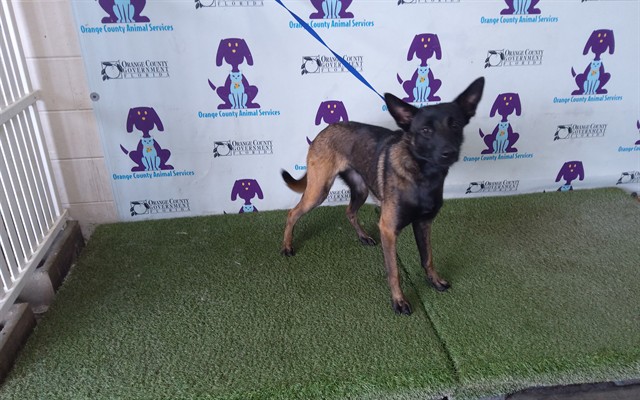 Shelter Stray Female Dog last seen , 2769 Conroy Rd, Orlando, FL 32839, USA