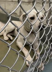 Shelter Stray Male Dog last seen RAL ON PERRY, 2600 NE Perry Ave, Peoria, IL 61603, USA