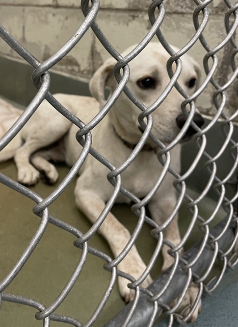 Shelter Stray Male Dog last seen RAL ON PERRY, 2600 NE Perry Ave, Peoria, IL 61603, USA