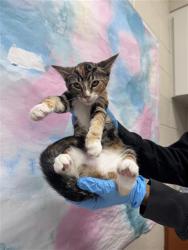 Shelter Stray Female Cat last seen ELK GROVE FLORIN RD / PARK TRAIL DR, 9150 Union Park Way, Elk Grove, CA 95624, USA