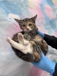 Shelter Stray Female Cat last seen ELK GROVE FLORIN RD / PARK TRAIL DR, 9150 Union Park Way, Elk Grove, CA 95624, USA