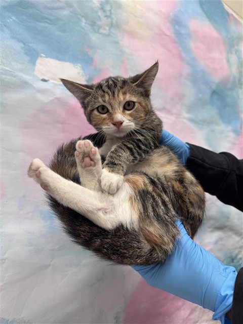Shelter Stray Female Cat last seen ELK GROVE FLORIN RD / PARK TRAIL DR, 9150 Union Park Way, Elk Grove, CA 95624, USA