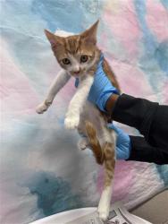 Shelter Stray Male Cat last seen ELK GROVE FLORIN RD / PARK TRAIL DR, 9150 Union Park Way, Elk Grove, CA 95624, USA