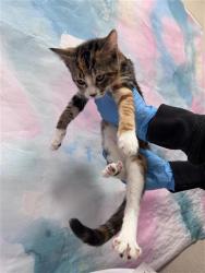Shelter Stray Female Cat last seen ELK GROVE FLORIN RD / PARK TRAIL DR, 9150 Union Park Way, Elk Grove, CA 95624, USA