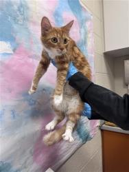 Shelter Stray Female Cat last seen ELK GROVE FLORIN RD / PARK TRAIL DR, 9150 Union Park Way, Elk Grove, CA 95624, USA