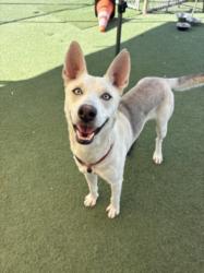 Shelter Stray Male Dog last seen , 11361 W Pico Blvd, Los Angeles, CA 90064, USA