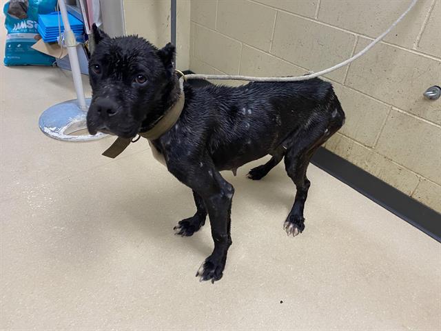 Shelter Stray Female Dog last seen , 3839 W Burnham St, West Milwaukee, WI 53215, USA