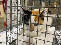 Shelter Stray Female Cat last seen , 3839 W Burnham St, West Milwaukee, WI 53215, USA