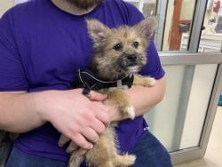 Shelter Stray Female Dog last seen TEUTONIA - UNKNOWN EXACT LOCATION, 3839 W Burnham St, West Milwaukee, WI 53215, USA