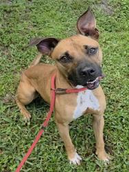 Shelter Stray Male Dog last seen Near BLOCK SW 22 TER, FORT LAUDERDALE FL 33312, 2400 SW 42nd St, Fort Lauderdale, FL 33312, USA