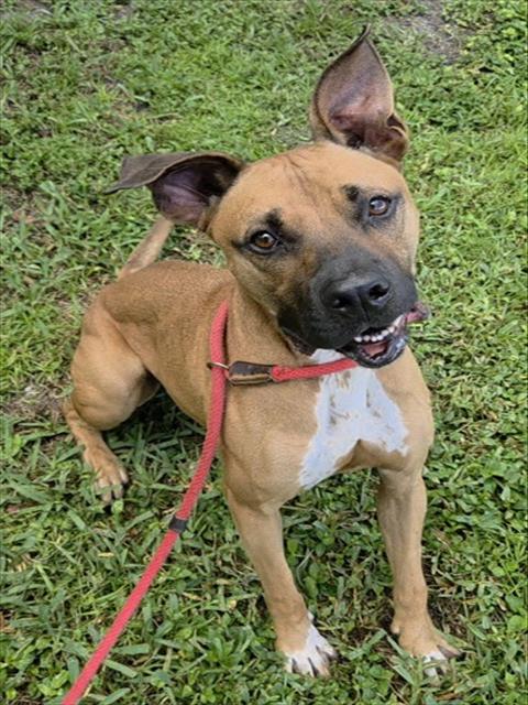 Shelter Stray Male Dog last seen Near BLOCK SW 22 TER, FORT LAUDERDALE FL 33312, 2400 SW 42nd St, Fort Lauderdale, FL 33312, USA