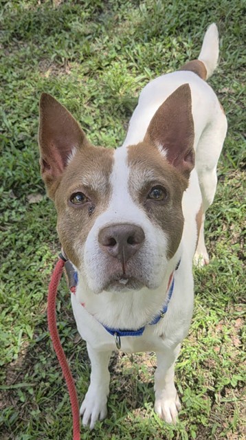 Shelter Stray Male Dog last seen Near BLOCK SW 6 ST, FORT LAUDERDALE FL 33312, 2400 SW 42nd St, Fort Lauderdale, FL 33312, USA