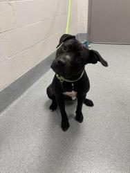 Shelter Stray Female Dog last seen Near, 2600 S Harding St, Indianapolis, IN 46221, USA
