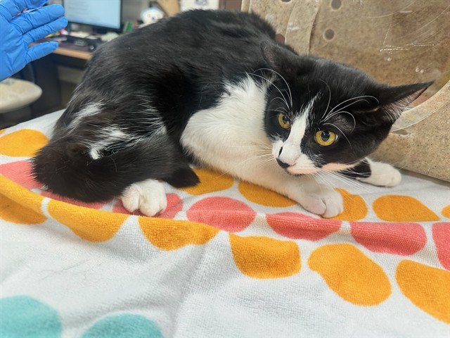 Shelter Stray Female Cat last seen , 29525 Agoura Rd, Agoura Hills, CA 91301, USA