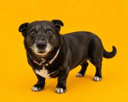 Shelter Stray Female Dog last seen ABANDONED IN HOTEL, 2020 Forest St, Jacksonville, FL 32204, USA