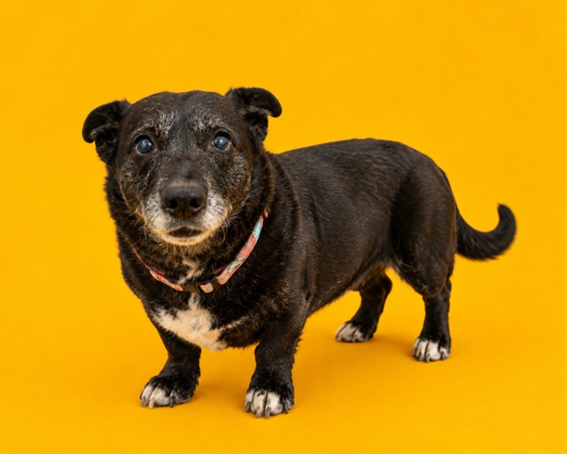 Shelter Stray Female Dog last seen ABANDONED IN HOTEL, 2020 Forest St, Jacksonville, FL 32204, USA