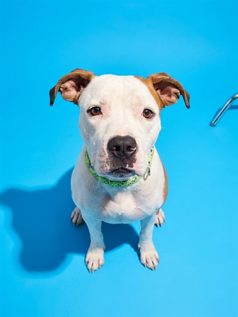 Shelter Stray Female Dog last seen SAN JOSE BLVD, 2020 Forest St, Jacksonville, FL 32204, USA