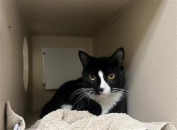 Shelter Stray Male Cat last seen W FLORIDA AVE & S IRVING ST DENVER CO 80219, 1241 W Bayaud Ave, Denver, CO 80223, USA