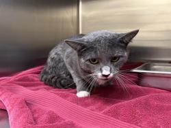 Shelter Stray Male Cat last seen Near BLOCK N KALAMATH ST, DENVER CO 80204, 1241 W Bayaud Ave, Denver, CO 80223, USA