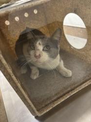 Shelter Stray Unknown Cat last seen SHORELINE/POND 2, 16 Barnes Ct, Hayward, CA 94544, USA
