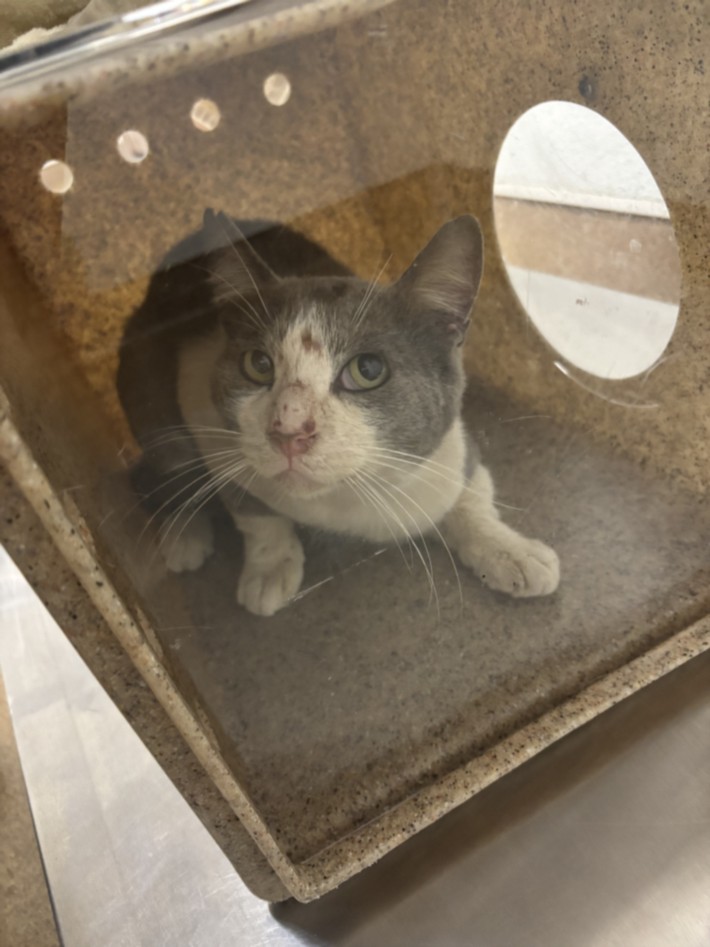 Shelter Stray Unknown Cat last seen SHORELINE/POND 2, 16 Barnes Ct, Hayward, CA 94544, USA