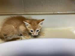 Shelter Stray Unknown Cat last seen Near BLOCK E 31ST ST S, WICHITA KS 67216, 3303 N Hillside St, Wichita, KS 67219, USA